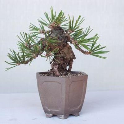 【一点物 匠の盆栽】 黒松(瑞宝) No.209