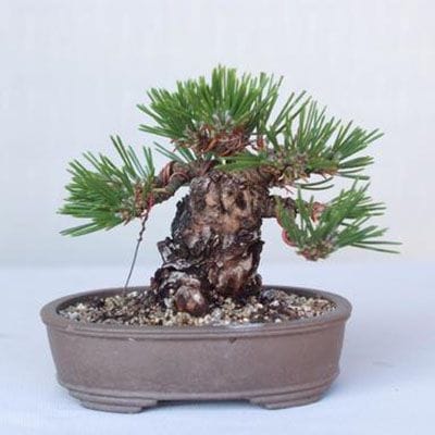 【一点物 匠の盆栽】 黒松(瑞宝) No.212