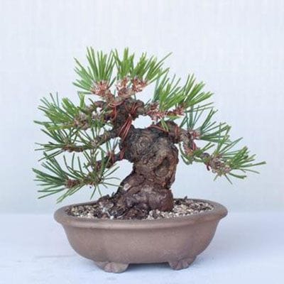 【一点物 匠の盆栽】 黒松(瑞宝) No.213
