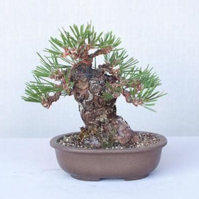 【一点物 匠の盆栽】 黒松(瑞宝) No.214