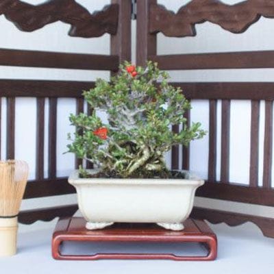 【一点物 匠の盆栽】 長寿梅 No.218