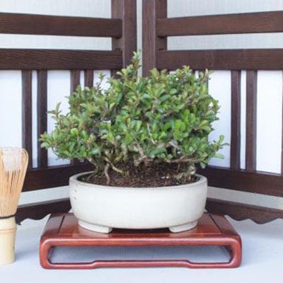 【一点物 匠の盆栽】 長寿梅 No.219