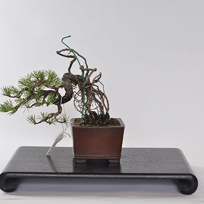 【一点物 匠の盆栽】 五葉松 根上り No.226