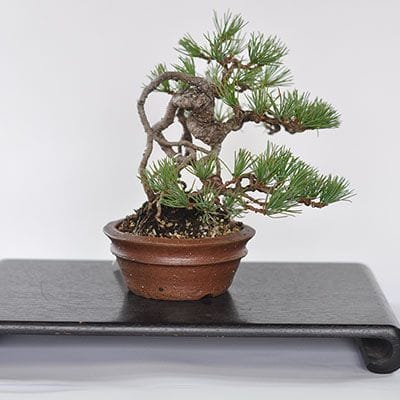一点物 匠の盆栽】 五葉松 No.227｜盆栽妙 – 盆栽妙 本店