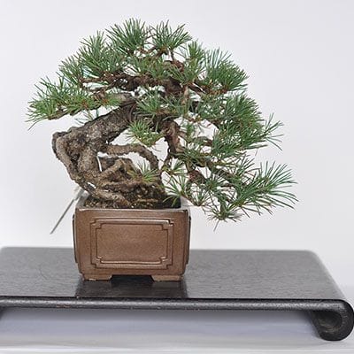 一点物 匠の盆栽】 五葉松 No.230｜盆栽妙 – 盆栽妙 本店