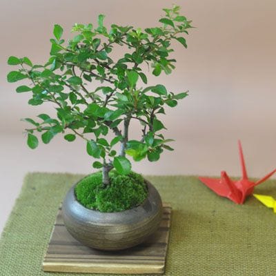 特選白花長寿梅 古木