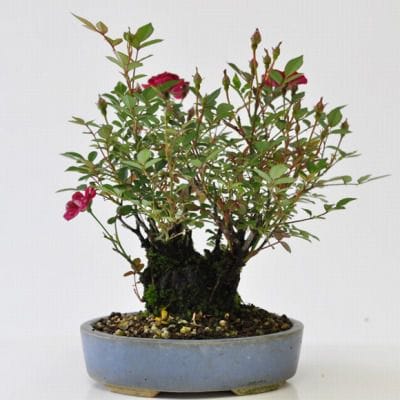 ミニバラ(赤) 1点もの No.184の盆栽を販売｜教室は盆栽妙 – 盆栽妙 本店