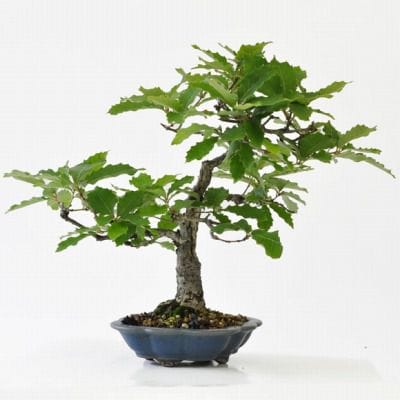 コナラ 1点もの No.181の盆栽を販売｜教室は盆栽妙 – 盆栽妙 本店