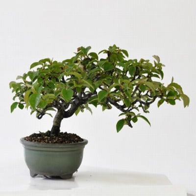 再度値下げしました　カリンの盆栽3 カリン Chinese Quince - 盆栽日本 Bonsai Japan