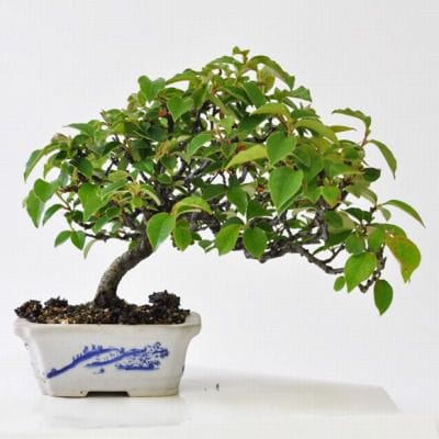 カリン 1点もの No.197の盆栽を販売｜教室は盆栽妙 – 盆栽妙 本店