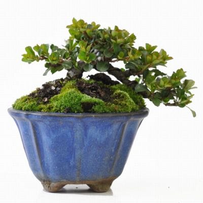長寿梅の盆栽を販売｜教室は盆栽妙 – 盆栽妙 本店