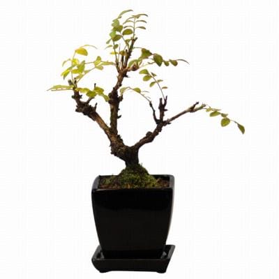 箱根サンショバラ の盆栽を販売｜父の日プレゼントの盆栽妙 – 盆栽妙 本店