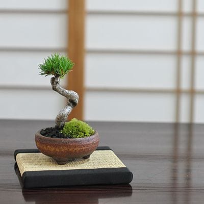 三河盆栽　五葉松　盆栽　九重 Yahoo!オークション - 九重 五葉松 盆栽 五葉松盆栽 模様木 八房