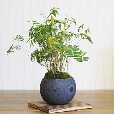 鳳凰竹の寄せ植え