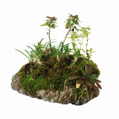 石付き たまりゅうの寄せ植え 1点もの No.23の盆栽を販売｜ギフトを