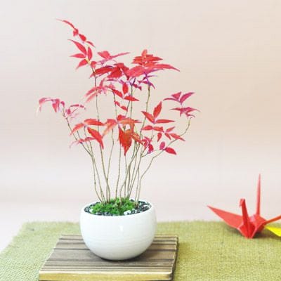 ハゼの盆栽 寄せ植え