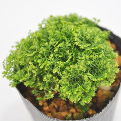 ヒカリ苔 山野草｜盆栽妙 – 盆栽妙 本店
