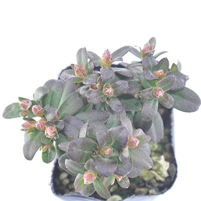 レン 山野草｜盆栽妙 – 盆栽妙 本店