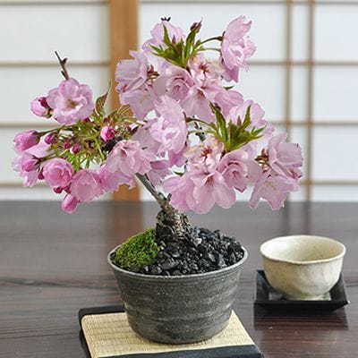 桜 風流な盆栽