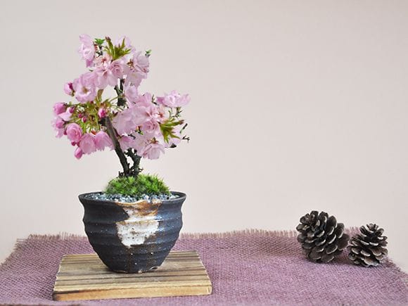ミニ桜のつぼ鉢