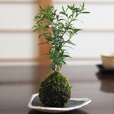 谷川野菊の苔玉｜盆栽妙 – 盆栽妙 本店