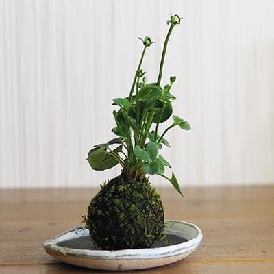 神津梅鉢草の苔玉｜盆栽妙 – 盆栽妙 本店