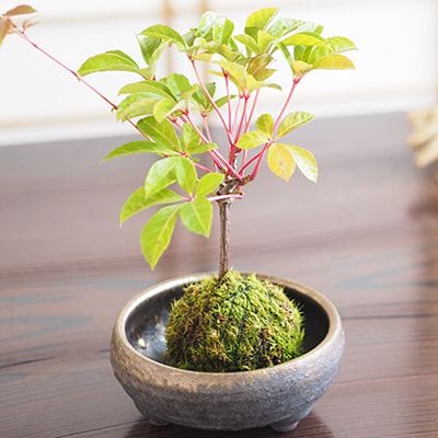 アメリカヅタの苔玉｜盆栽妙 – 盆栽妙 本店
