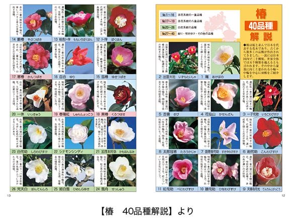 【書籍】盆栽 椿・桜の育て方本 ブック 近代出版