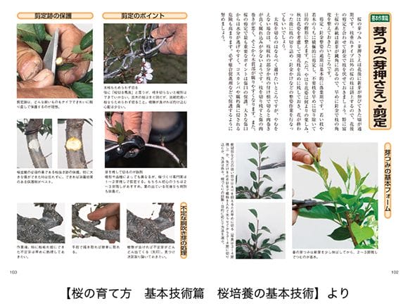 【書籍】盆栽 椿・桜の育て方本 ブック 近代出版