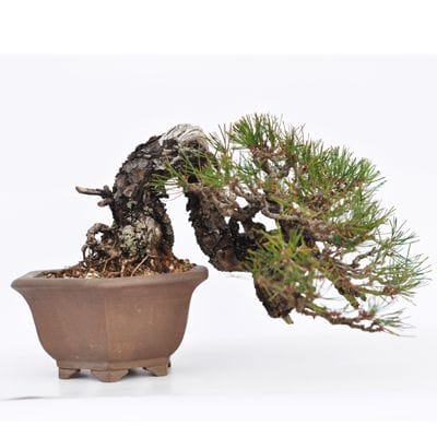 遊恵盆栽：赤松（アカマツ）*現品 一点物 あかまつ Akamatsu bonsai 中