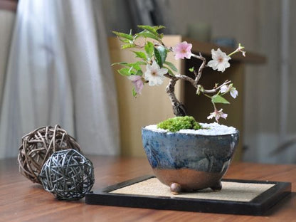 十月桜 生子信楽鉢