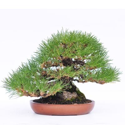 黒松 1点もの No.4の盆栽を販売｜入門は盆栽妙 – 盆栽妙 本店