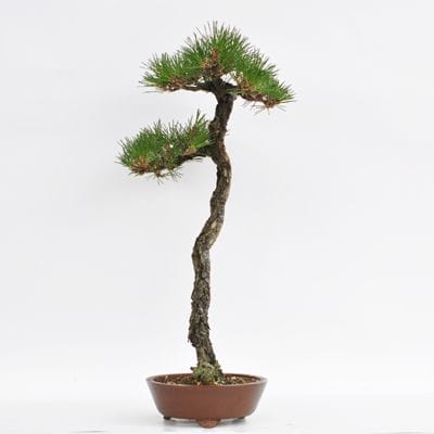 黒松 1点もの No.11の盆栽を販売｜入門は盆栽妙 – 盆栽妙 本店