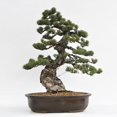 【大品 株立　五葉松盆栽】　　　⭕シノ❗ 至高の小品 五葉松の盆栽を販売｜盆栽妙 – 盆栽妙 本店