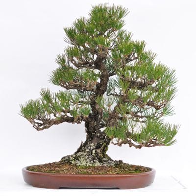 黒松 1点もの No.19の盆栽を販売｜入門は盆栽妙 – 盆栽妙 本店