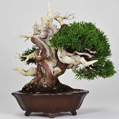 匠の盆栽】真柏 1点もの No.250【平松浩二】の盆栽を販売｜盆栽