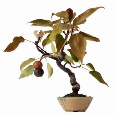 梨 1点もの No.29の盆栽を販売｜ギフトを贈るなら盆栽妙 – 盆栽妙 本店