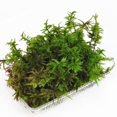 高野万年草(コウヤノマンネングサ)パック