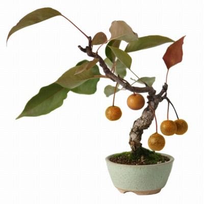 梨 1点もの No.30の盆栽を販売｜ギフトを贈るなら盆栽妙 – 盆栽