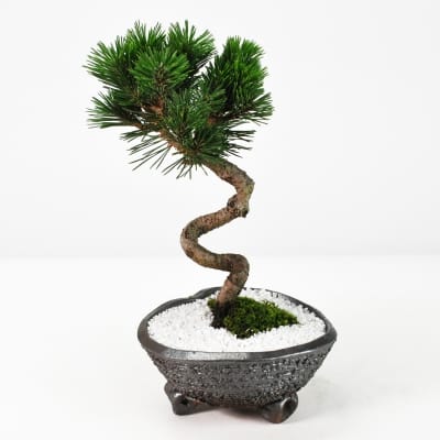 盆栽鉢 山野草鉢 正角 黒色 黒マット釉 瀬戸焼 (3号(約8.7センチ