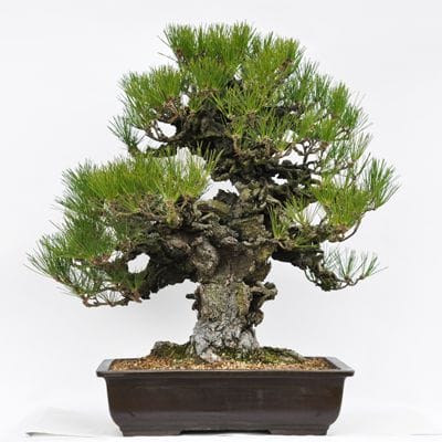 錦松 1点もの No.25の盆栽を販売｜入門は盆栽妙 – 盆栽妙 本店