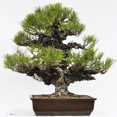 錦松　盆栽　岩石性 錦松 1点もの No.26の盆栽を販売｜入門は盆栽妙 – 盆栽妙 本店