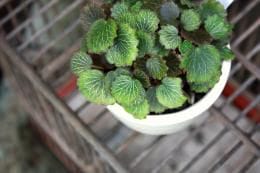 極姫ユキノシタ 左楽鉢の盆栽を販売｜はじめる盆栽妙 – 盆栽妙 本店