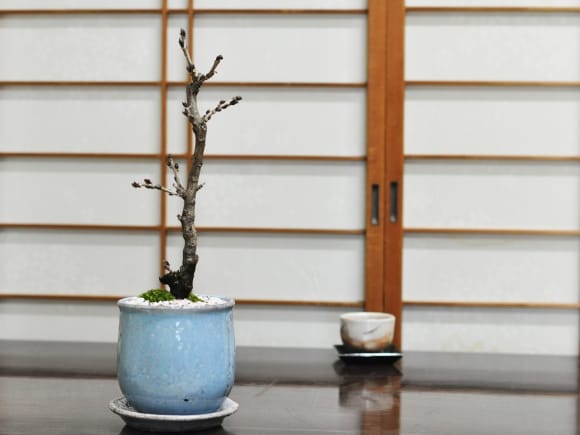 藤 細幹 モダン盆栽  陶器鉢 ステララウンドブルー 受け皿付き