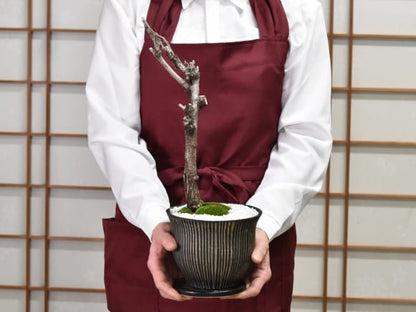 藤 太幹 モダン盆栽  陶器鉢 マルグリット 受け皿付き