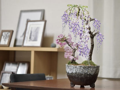 桜と藤の寄植え盆栽 信楽焼 三足青窯変鉢