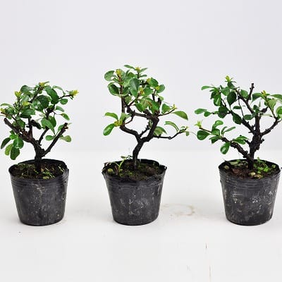 長寿梅小 素材 10本セット