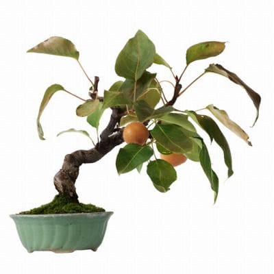 梨 1点もの No.31の盆栽を販売｜ギフトを贈るなら盆栽妙 – 盆栽