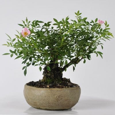 一点物】アボカドの種から彫り出した「情熱のミニ薔薇」 kazu188.jpg