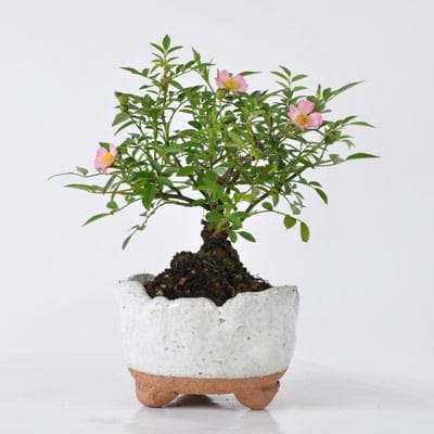 ミニバラ 信楽焼き鉢の盆栽を販売｜教室は盆栽妙 – 盆栽妙 本店